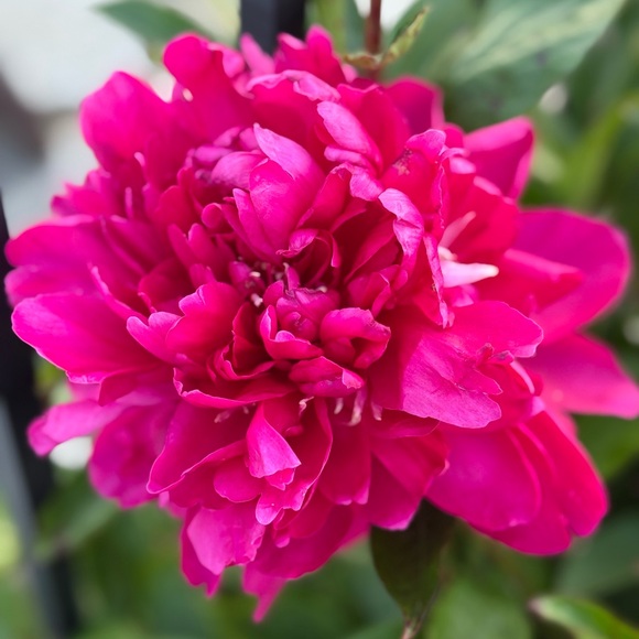 ladybg76